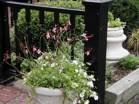 capecodlandscapersp1010052.jpg